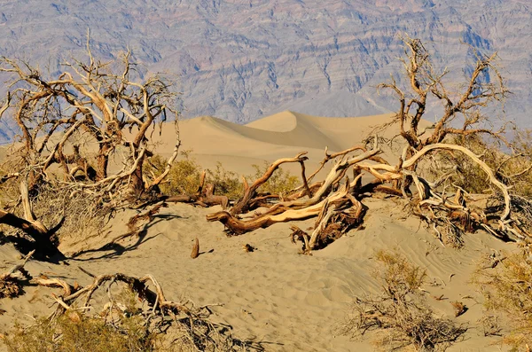 Mesquite tepeleri — Stok fotoğraf