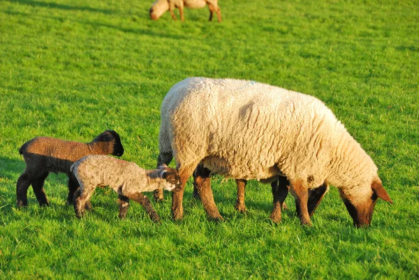 Frühlingslämmer — Stockfoto