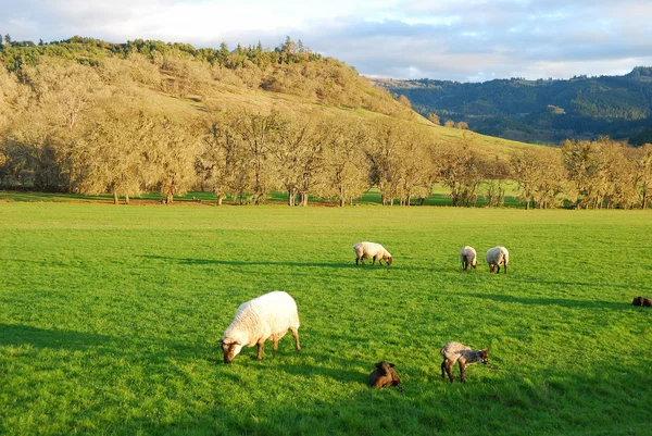 Spring Lambs — Stock Photo, Image