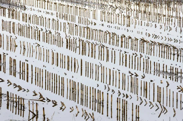 Water Reeds — Stock Photo, Image