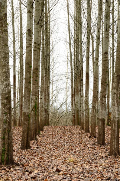 Alberi di pioppo — Foto Stock