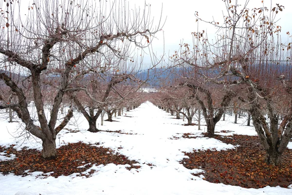 Winter Apples — Stock Photo, Image