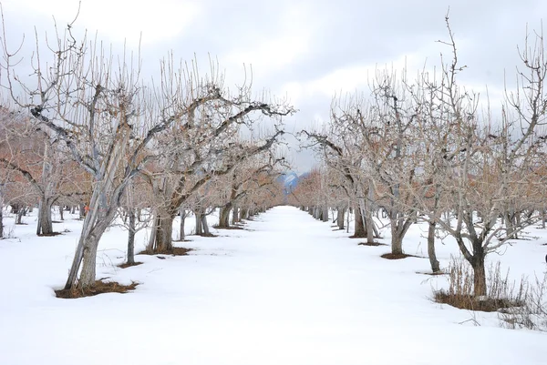 Manzanas de invierno — Foto de Stock