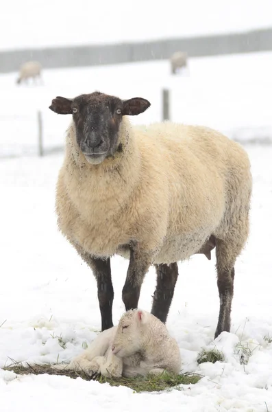 Zima owiec — Zdjęcie stockowe