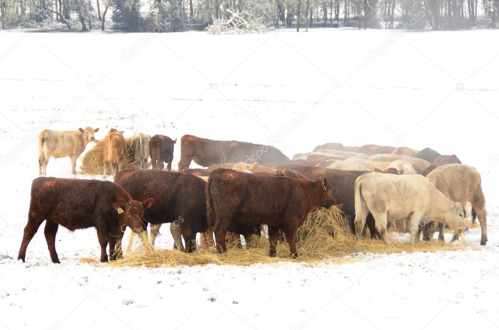 Winter Steers
