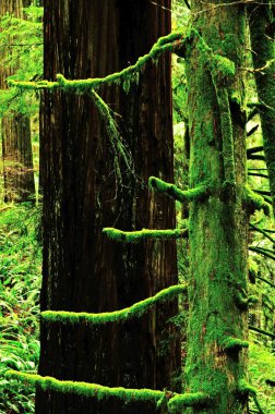 Redwoods clipart
