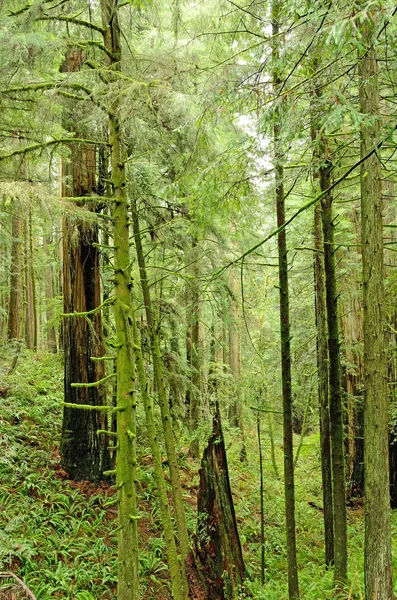 Redwoods — Stock Photo, Image