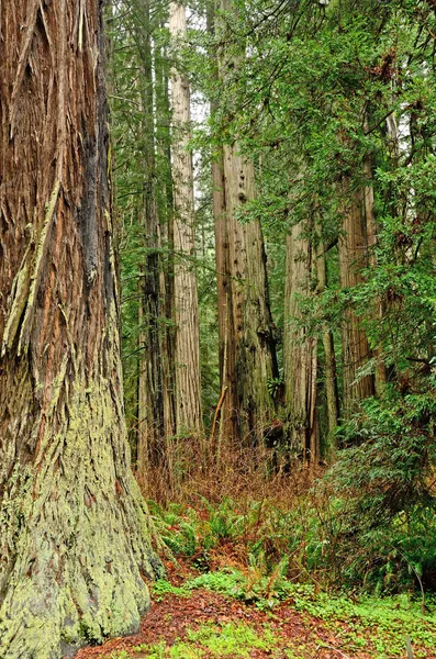 Redwoods — Stock Photo, Image