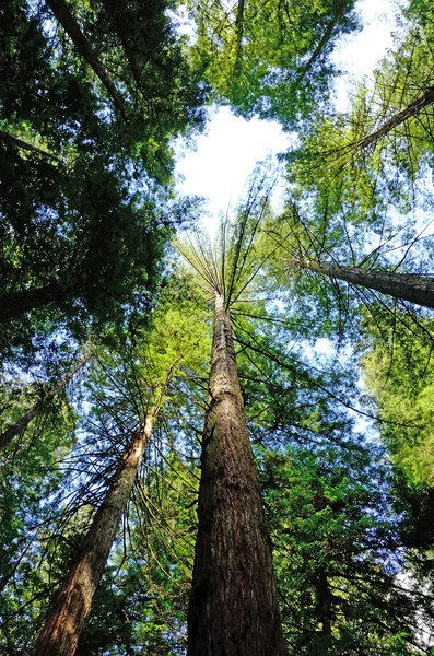 Redwoods — Stock Photo, Image