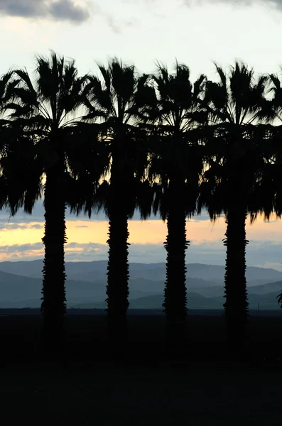 Palms at Sunset — Stock Photo, Image