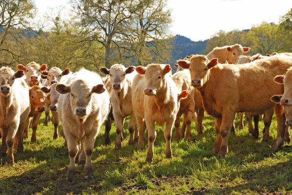 Ederek, brangus — Stok fotoğraf