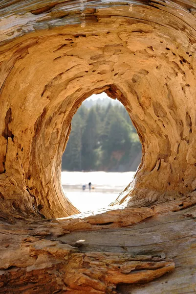 A través de madera — Foto de Stock