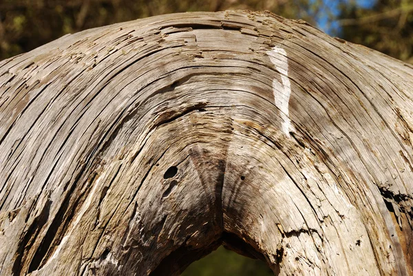 Através de madeira — Fotografia de Stock