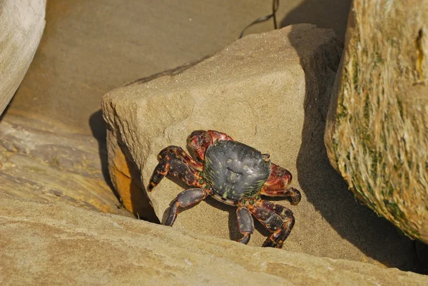 Sandsten rock — Stockfoto