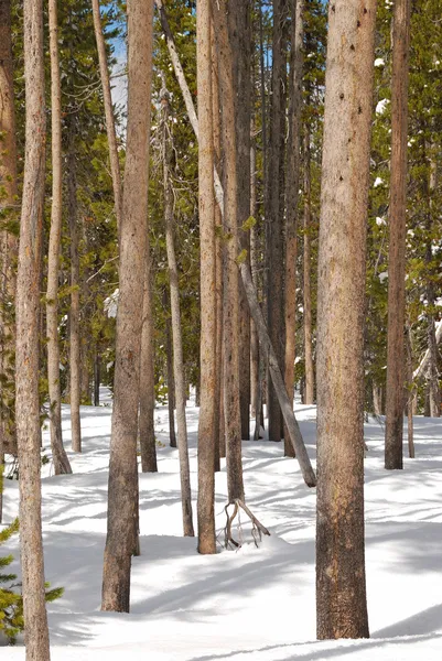 Snow Pine — Stock Photo, Image