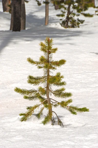 Snow Pine — Stock Photo, Image