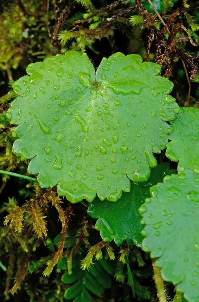 Gocce d'acqua — Foto Stock