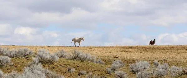 Wild Horse — Stock Photo, Image