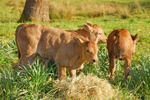 Piëmontees Kruis — Stockfoto