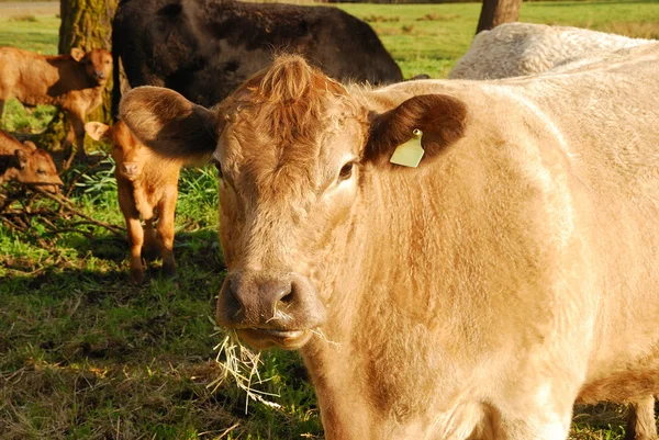 Çapraz Piedmontese — Stok fotoğraf