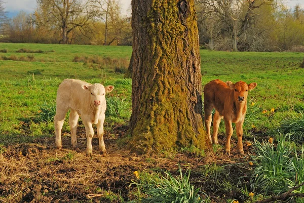 Piedmontese Cross — Stock Photo, Image