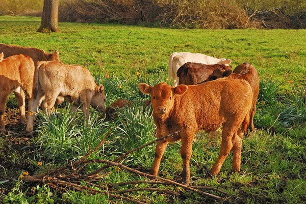 Piëmontees Kruis — Stockfoto