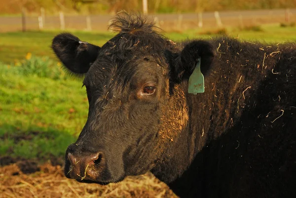 Çapraz Piedmontese — Stok fotoğraf