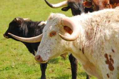 Longhorn