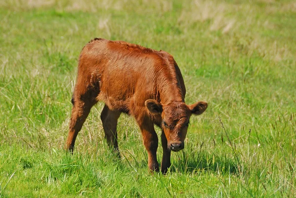 Vitelo de longhorn — Fotografia de Stock