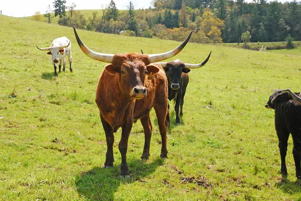 Longhorn — Zdjęcie stockowe