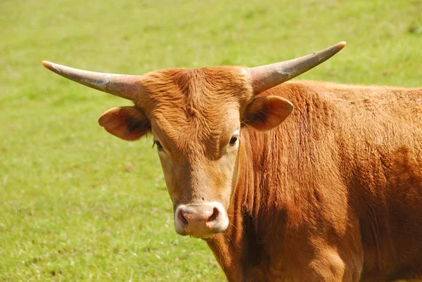 Longhorn. — Fotografia de Stock