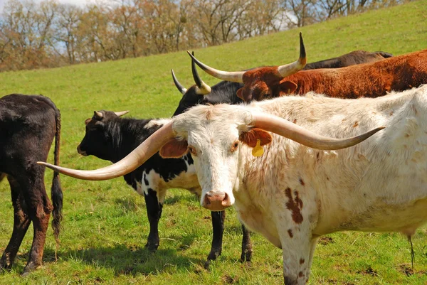 Longhorn — Stock Photo, Image