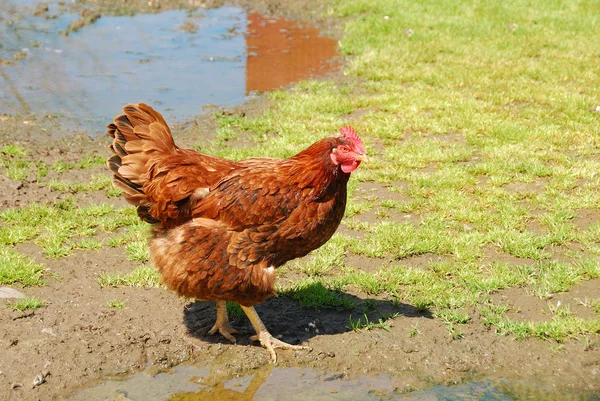 Kırmızı tavuk — Stok fotoğraf