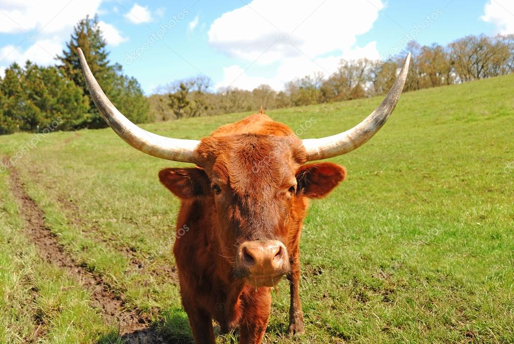 Longhorn