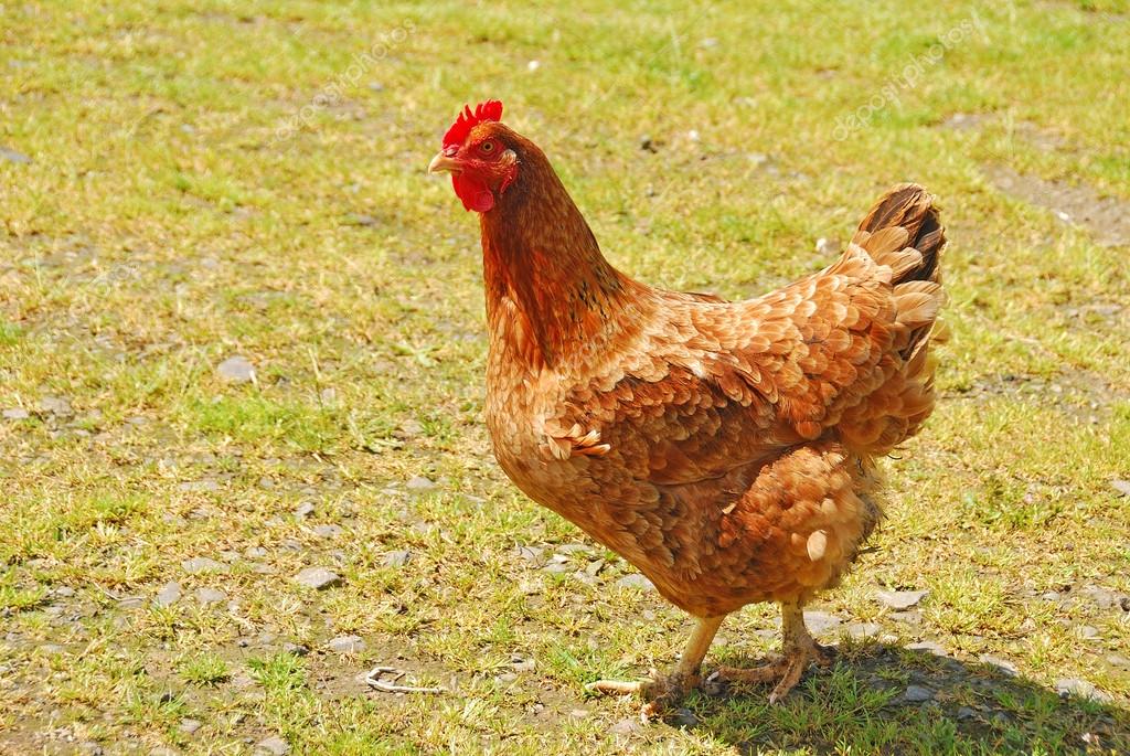 붉은 닭 — 스톡 사진 © dpfoxfoto 42436833