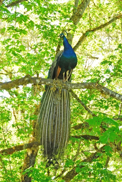 Pavão — Fotografia de Stock