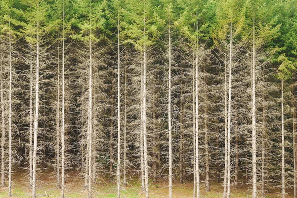 Borde forestal —  Fotos de Stock