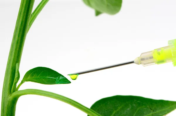 Plant Injection — Stock Photo, Image