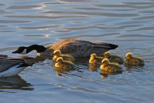 Bebek kazlar — Stok fotoğraf