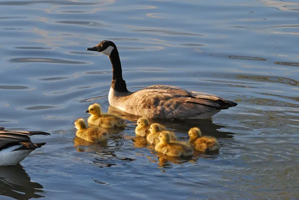 Bebek kazlar — Stok fotoğraf