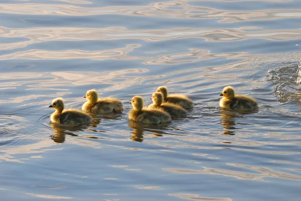 Bebek kazlar — Stok fotoğraf