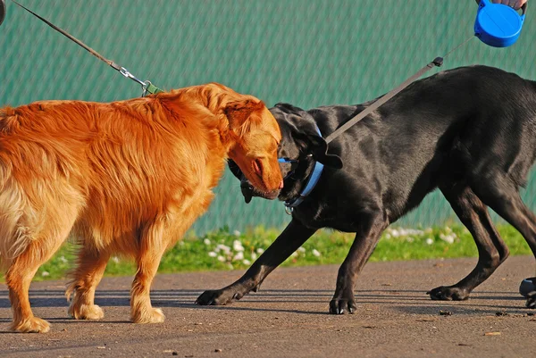 Two dogs meeting Stock Photos, Royalty Free Two dogs meeting Images |  Depositphotos