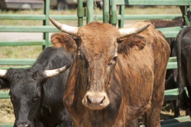 Rodeo Steer
