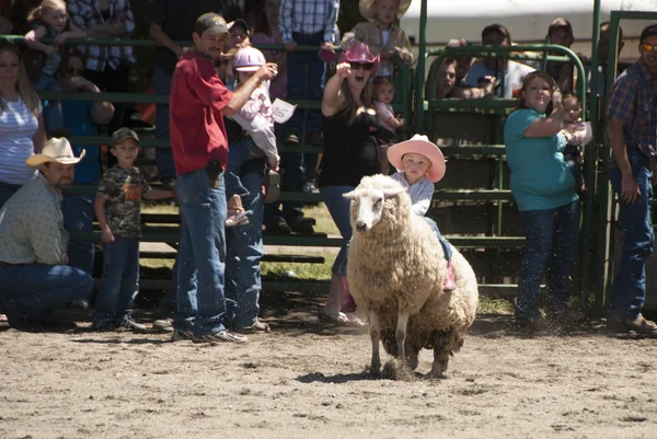 Schapen rit — Stockfoto