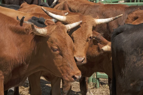 Rodeo Steer — Stok fotoğraf