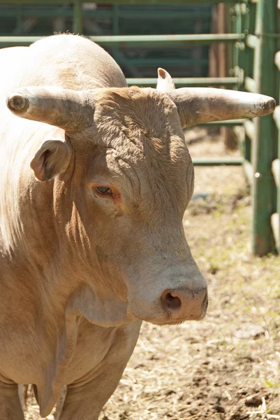 Rodeo býk — Stock fotografie