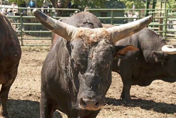 Rodeo Bull. — Stockfoto