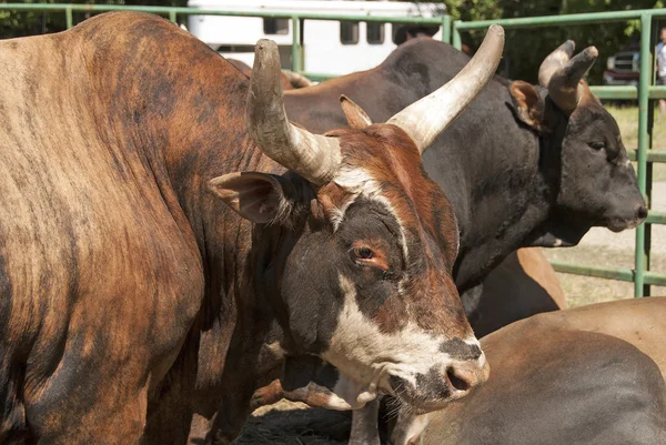 Rodeo-Bulle — Stockfoto