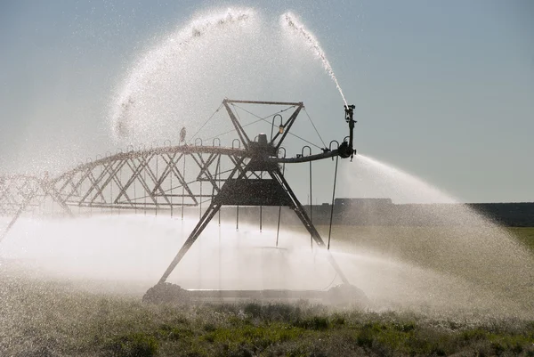 Irrigação do corvo — Fotografia de Stock