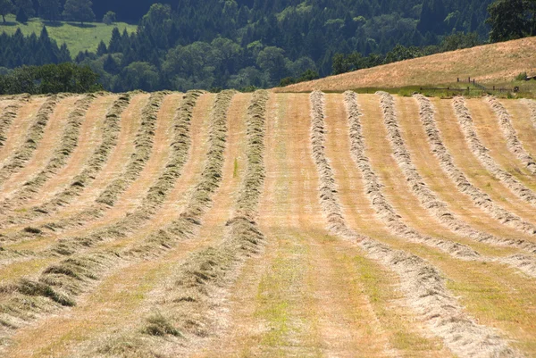 Campo de feno — Fotografia de Stock